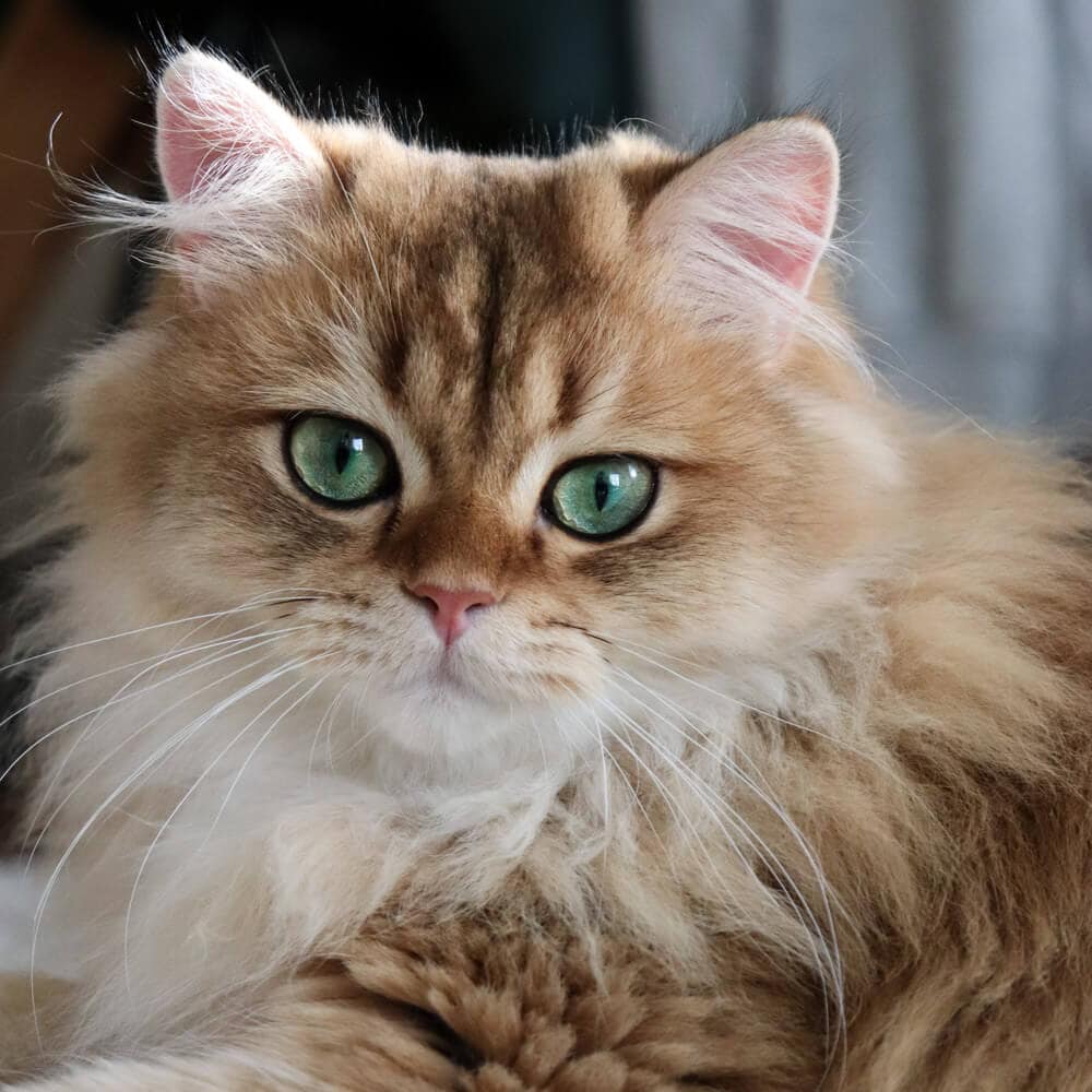 Portrait of Kiwi the Cat - Beautiful British Longhair Cat