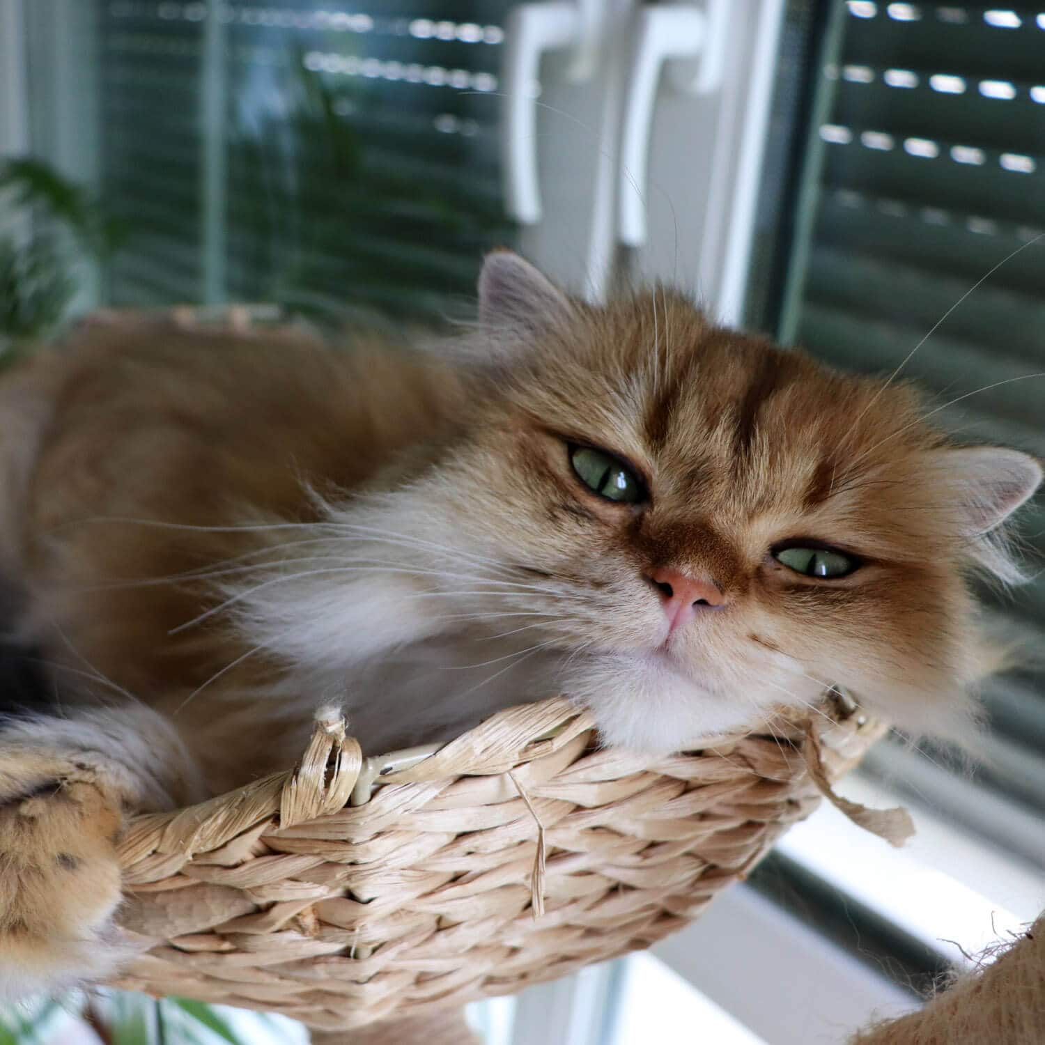 Poki the Cat - Cute and Cozy British Longhair Cat